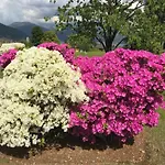 Дом отдыха Le Betulle Оджеббио
