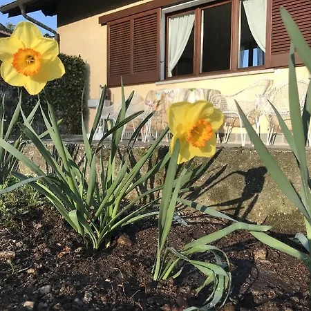 Le Betulle אוג'ביו