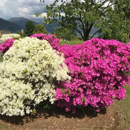 Holiday home Le Betulle Oggebbio